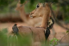 image of impala
