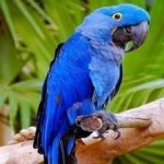 image of bird