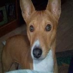 image of animal