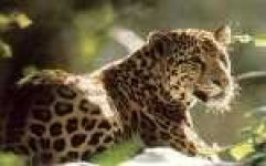image of jaguar