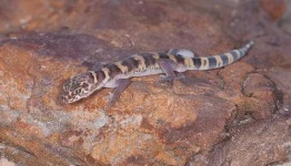image of banded_gecko