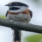 image of bird