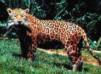 image of jaguar_car