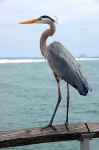 image of heron