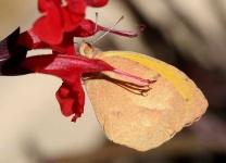 image of sulphur_butterfly