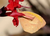 image of sulphur_butterfly #1