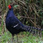 image of bird