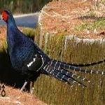image of bird
