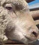 image of animal