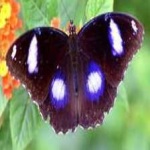 image of eggfly #4