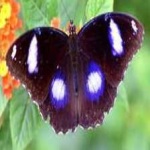 image of animal