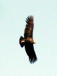 image of animal