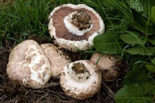 image of mushrooms