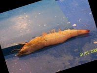 image of fish