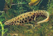 image of common_newt #14