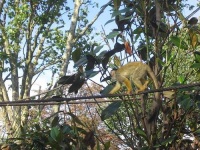 image of squirrel_monkey