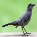 image of bird