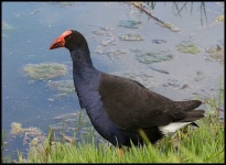 image of european_gallinule #32