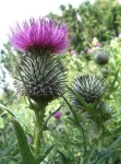 image of spear_thistle #38