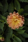 image of flower