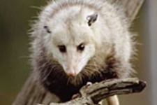 image of possum #60
