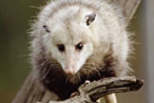 image of animal