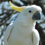 image of bird