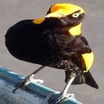 image of bird