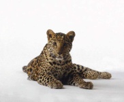 image of jaguar_car