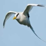 image of bird