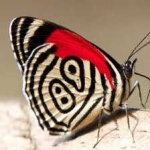 image of animal