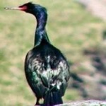 image of bird