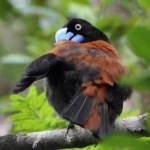 image of bird
