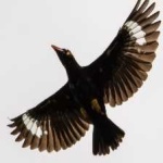 image of bird