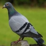 image of bird