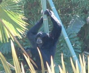 image of siamang