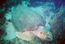 image of loggerhead