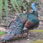 image of bird