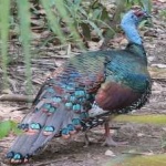 image of ocellated_turkey #18