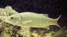 image of animal