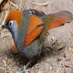 image of bird