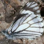 image of animal