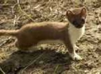 image of weasel