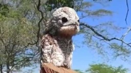 image of potoo