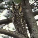 image of bird
