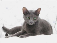 image of russian_blue #1