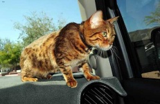 image of animal