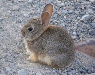 image of animal