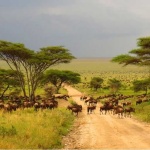 image of savanna