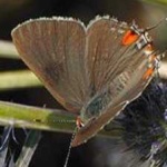 image of animal